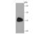 Natriuretic Peptide A antibody, NBP2-75627, Novus Biologicals, Western Blot image 