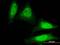 Deleted In Azoospermia 1 antibody, orb89580, Biorbyt, Immunofluorescence image 