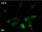LC3 antibody, 848801, BioLegend, Immunocytochemistry image 