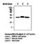Calbindin 1 antibody, orb95443, Biorbyt, Western Blot image 