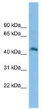 Protein FAM172A antibody, TA331448, Origene, Western Blot image 