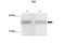 Inhibitor Of DNA Binding 4, HLH Protein antibody, 25-056, ProSci, Enzyme Linked Immunosorbent Assay image 
