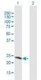 Sex Determining Region Y antibody, H00006736-B01P, Novus Biologicals, Western Blot image 