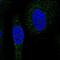 Sorting Nexin 24 antibody, PA5-67315, Invitrogen Antibodies, Immunofluorescence image 