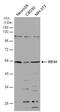 Bardet-Biedl Syndrome 4 antibody, PA5-78617, Invitrogen Antibodies, Western Blot image 