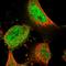 WD Repeat Domain 26 antibody, HPA028539, Atlas Antibodies, Immunocytochemistry image 