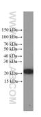 p18 antibody, 66057-1-Ig, Proteintech Group, Western Blot image 