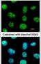 Ventral Anterior Homeobox 2 antibody, PA5-30498, Invitrogen Antibodies, Immunofluorescence image 