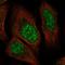 Zinc Finger Protein 304 antibody, NBP2-31901, Novus Biologicals, Immunofluorescence image 
