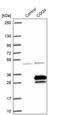 Coenzyme Q4 antibody, PA5-60171, Invitrogen Antibodies, Western Blot image 