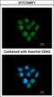 F-Box Protein 43 antibody, LS-C185667, Lifespan Biosciences, Immunocytochemistry image 