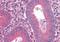 Hemoglobin subunit beta-H1 antibody, orb95429, Biorbyt, Immunohistochemistry paraffin image 