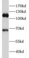RHO Family Interacting Cell Polarization Regulator 2 antibody, FNab02991, FineTest, Western Blot image 