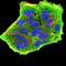 Seasonal H1N1 Hemagglutinin antibody, orb75888, Biorbyt, Immunofluorescence image 