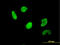 Upstream stimulatory factor 2 antibody, LS-C133514, Lifespan Biosciences, Immunofluorescence image 