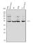 Eyes absent homolog 4 antibody, A04516-3, Boster Biological Technology, Western Blot image 