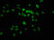 Histone Cluster 1 H1 Family Member E antibody, LS-C670386, Lifespan Biosciences, Immunofluorescence image 