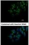 FAM20C Golgi Associated Secretory Pathway Kinase antibody, PA5-29110, Invitrogen Antibodies, Immunofluorescence image 