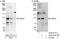 Protein CASC3 antibody, A302-472A, Bethyl Labs, Western Blot image 
