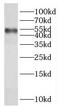 COUP transcription factor 1 antibody, FNab05843, FineTest, Western Blot image 