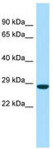 Family With Sequence Similarity 3 Member A antibody, TA338476, Origene, Western Blot image 