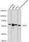 Enhancer Of MRNA Decapping 3 antibody, GTX66203, GeneTex, Western Blot image 