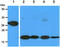 Glutathione S-transferase theta-1 antibody, AM50631PU-N, Origene, Western Blot image 