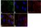 Mucin 16, Cell Surface Associated antibody, MA5-11579, Invitrogen Antibodies, Immunofluorescence image 