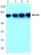 Adrenoceptor Alpha 2C antibody, AP06679PU-N, Origene, Western Blot image 