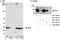 BAP antibody, A300-658A, Bethyl Labs, Western Blot image 