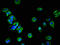 Hydroxysteroid 17-Beta Dehydrogenase 7 antibody, LS-C673834, Lifespan Biosciences, Immunofluorescence image 