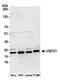 Ubiquinol-Cytochrome C Reductase Complex Assembly Factor 1 antibody, A305-430A, Bethyl Labs, Western Blot image 