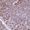Adenylate Cyclase 7 antibody, NBP2-14268, Novus Biologicals, Immunohistochemistry frozen image 