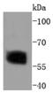 HsMAD2 antibody, NBP2-67761, Novus Biologicals, Western Blot image 