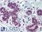 CREB Binding Protein antibody, LS-B4006, Lifespan Biosciences, Immunohistochemistry paraffin image 