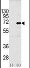 CCR4-NOT Transcription Complex Subunit 4 antibody, PA5-11531, Invitrogen Antibodies, Western Blot image 