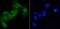Eukaryotic translation initiation factor 2 subunit 1 antibody, P04387, Boster Biological Technology, Immunocytochemistry image 