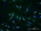 SET Binding Protein 1 antibody, H00026040-B01P, Novus Biologicals, Immunofluorescence image 
