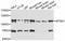 Metastasis suppressor protein 1 antibody, A11697, ABclonal Technology, Western Blot image 