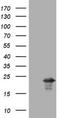 Visinin Like 1 antibody, TA802255, Origene, Western Blot image 