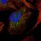 Lysosomal protective protein antibody, HPA031068, Atlas Antibodies, Immunofluorescence image 