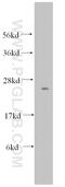 Gap Junction Protein Beta 2 antibody, 14842-1-AP, Proteintech Group, Western Blot image 