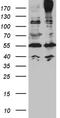ABCC2 antibody, TA890096S, Origene, Western Blot image 