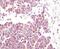 BCL2 Like 11 antibody, MA5-14848, Invitrogen Antibodies, Immunohistochemistry paraffin image 