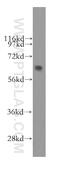 Ssemaphorin 4F antibody, 12474-1-AP, Proteintech Group, Western Blot image 
