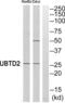 Ubiquitin Domain Containing 2 antibody, abx014983, Abbexa, Western Blot image 