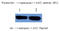 PI antibody, AM26399PU-L, Origene, Western Blot image 