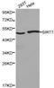 NAD-dependent deacetylase sirtuin-7 antibody, LS-C192303, Lifespan Biosciences, Western Blot image 