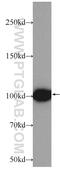Extended Synaptotagmin 2 antibody, 24385-1-AP, Proteintech Group, Western Blot image 