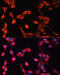 ADAMTS13 antibody, 23-616, ProSci, Immunofluorescence image 